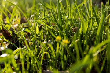 Obraz premium sunny green grass and small yellow flowers in the forest