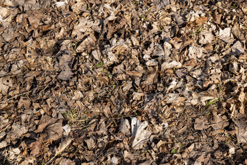 old leaves fallen in autumn on the ground in the spring season