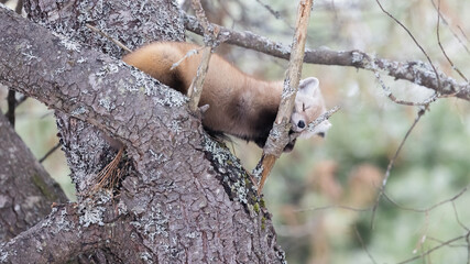 Pine Martin. Peaceful slumber, Adorable Martes americana sleeping in a cozy pine tree - Northern Ontario Wildlife Photography.
