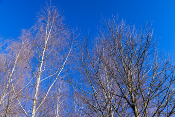 leafless birch trees in early spring in sunny weather