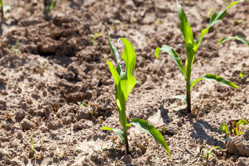 small green corn sprouts in the summer