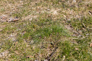 old leaves fallen in autumn on the ground in the spring season