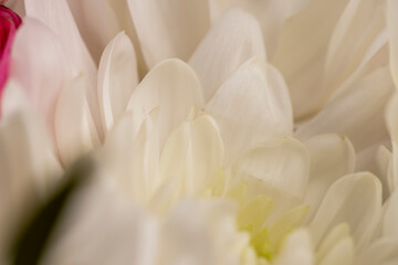 using different types of flowers to create a small bouquet for a holiday