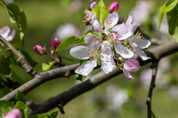 Trees blooming in the orchard in the spring season