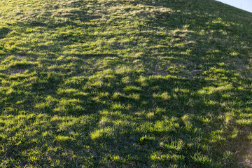 grass growing in early spring in windy weather
