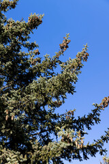 old spruce trees with green needles in the spring season