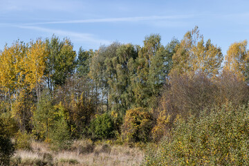 Beautiful trees in the autumn season with colorful foliage
