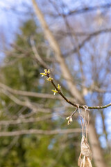 Tall deciduous trees in early spring without foliage