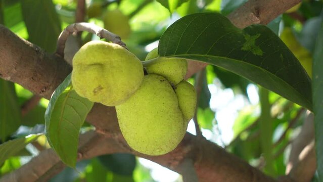 Close-up of Dheu fruit. A branch of a Dewa tree, fruits, and its leaves. Dheu tree bearing unripe fruits.