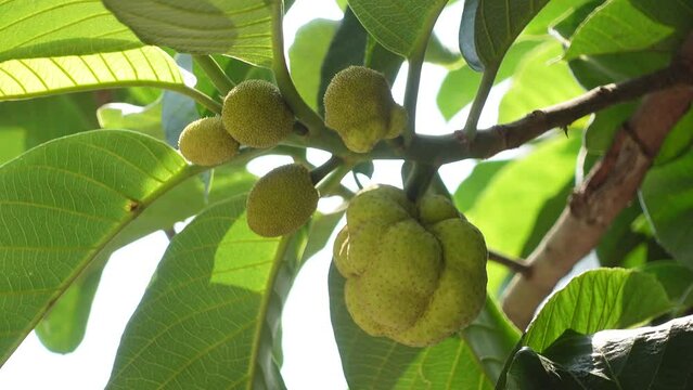 Close-up of Dheu fruit. A branch of a Dewa tree, fruits, and its leaves. Dheu tree bearing unripe fruits.