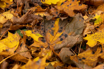 Autumn foliage on trees during its color change