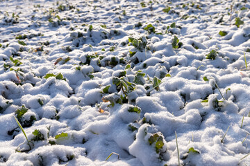 Grass covered with snow and ice in winter