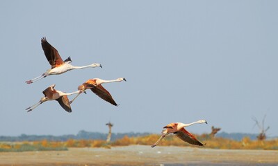 flamencos en un lago de buenos aires