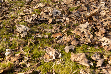 old leaves fallen in autumn on the ground in the spring season