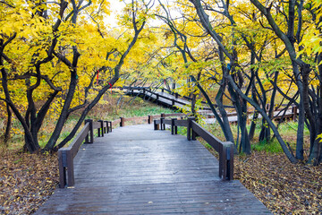 Fototapeta na wymiar Beautiful trees and paths in autumn
