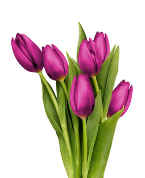 A bouquet of pink tulips on a transparent background png