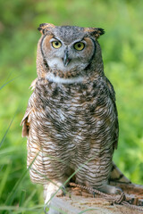 A great horned owl at a raptor rescue center in Texas.