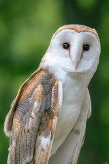 Vertical image of a white owl looking at camera.
