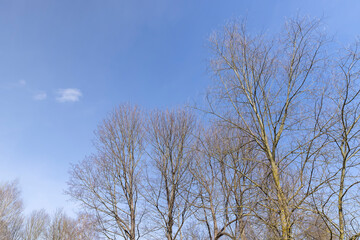 Bare trees in sunny spring weather, bare deciduous trees