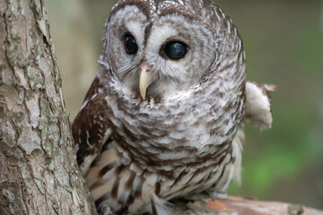 A cute hoot owl in a Texas woodland.