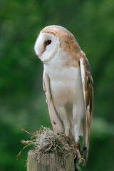 Closeup of a white owl showing details of its face and feathers.
