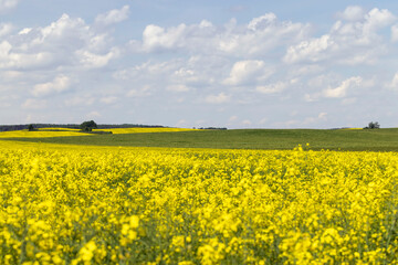 beautiful blooming rapeseed flowers in spring