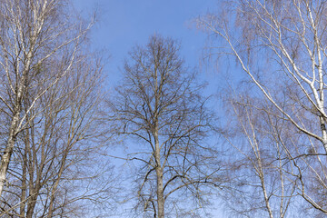 Birch tree branches in the park in spring sunny weather
