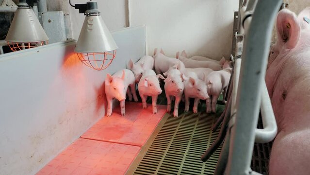 Group of young little pigs on a farm in a pigsty stand near the big sow. Growing pork