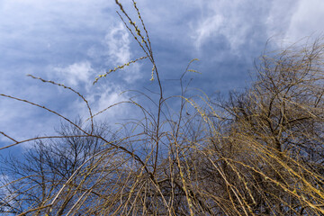 bare willow trees in the spring season in the park