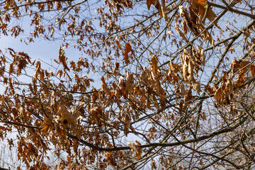 Branches of oak trees in the park in spring sunny weather