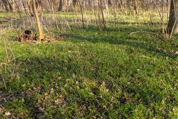 sunny green grass and small yellow flowers in the forest