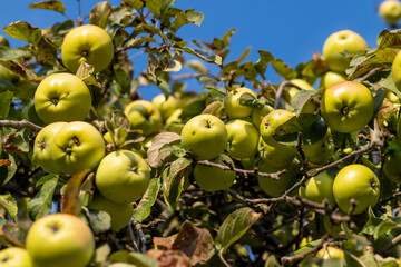 Ripe apples hang on the branches of a tree in the autumn season
