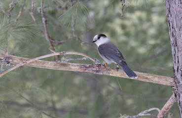 Canada Jay.  Whiskey Jack's High-Tech Perch: Canada Jay Photographed with Radio Wire and Leg Bands in Northern Ontario Wildlife Shot.  Wildlife Photography. 