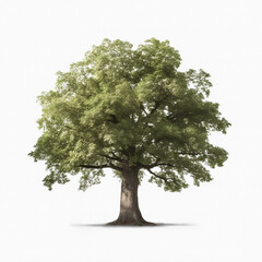 Tree isolated on white background, created with Generative AI.
