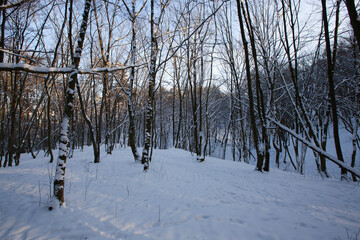 snow-covered bare deciduous trees in winter
