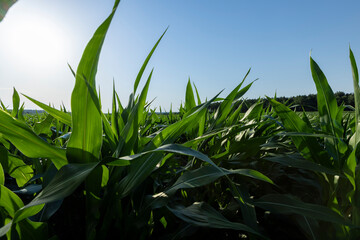 Green corn illuminated by sunlight