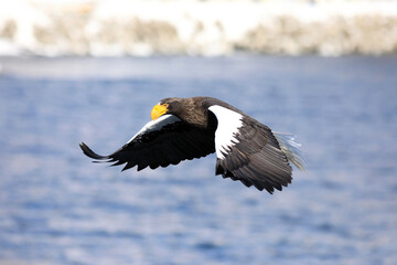 Steller's sea eagle (Haliaeetus pelagicus) in Hokkaido, North Japan