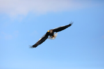 Steller's sea eagle (Haliaeetus pelagicus) in Hokkaido, North Japan