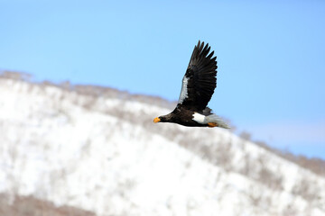 Steller's sea eagle (Haliaeetus pelagicus) in Hokkaido, North Japan