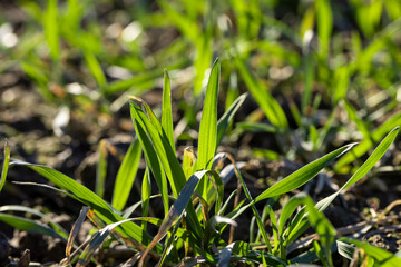 green wheat sprouts in early spring, green winter wheat
