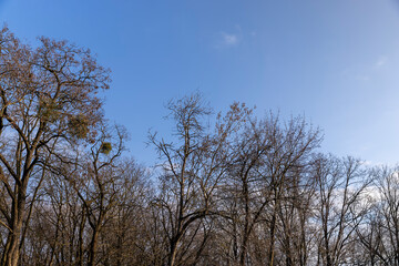 Bare trees in early spring in sunny clear weather