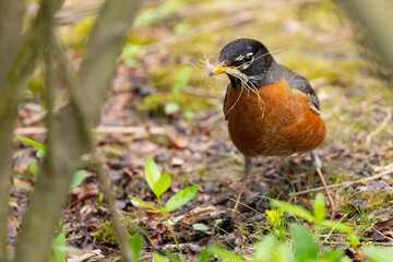 An American robin (Turdus migratorius) gathering nesting material during spring in Pittsburgh, Pennsylvania