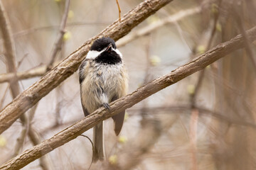 Black-capped chickadee, (Poecile atricapillus) a cute little perching bird, in Pittsburgh, Pennsylvania