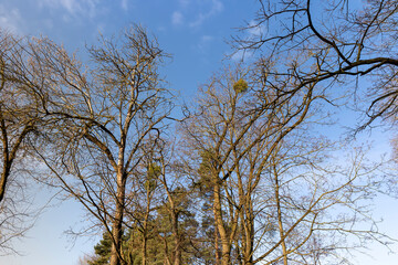 Bare trees in early spring in sunny clear weather