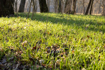 sunny green grass and small yellow flowers in the forest