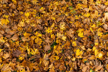 Orange maple foliage lies on the ground