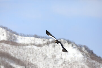 Steller's sea eagle (Haliaeetus pelagicus) in Hokkaido, North Japan