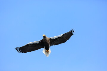 Steller's sea eagle (Haliaeetus pelagicus) in Hokkaido, North Japan