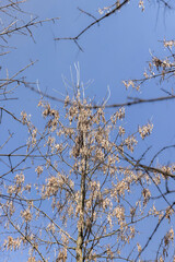 Maple tree branches in the park in spring sunny weather