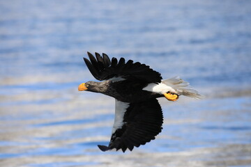 Steller's sea eagle (Haliaeetus pelagicus) in Hokkaido, North Japan